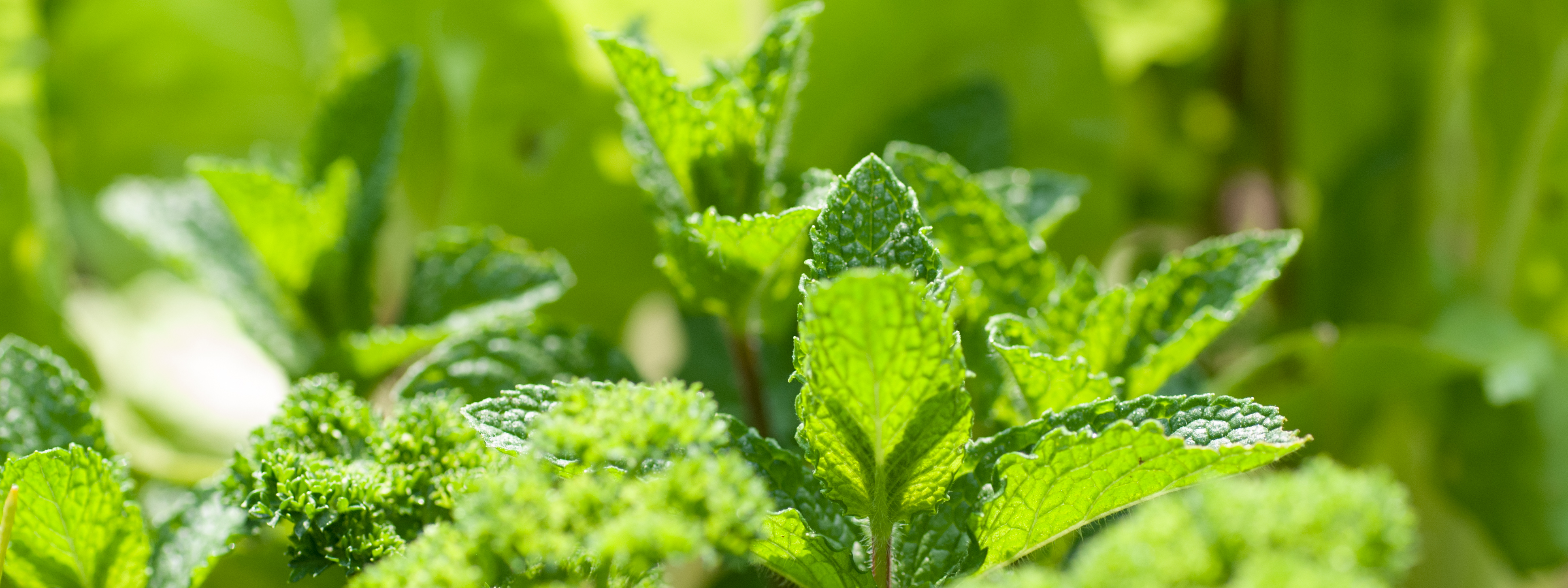 Epices & Herbes