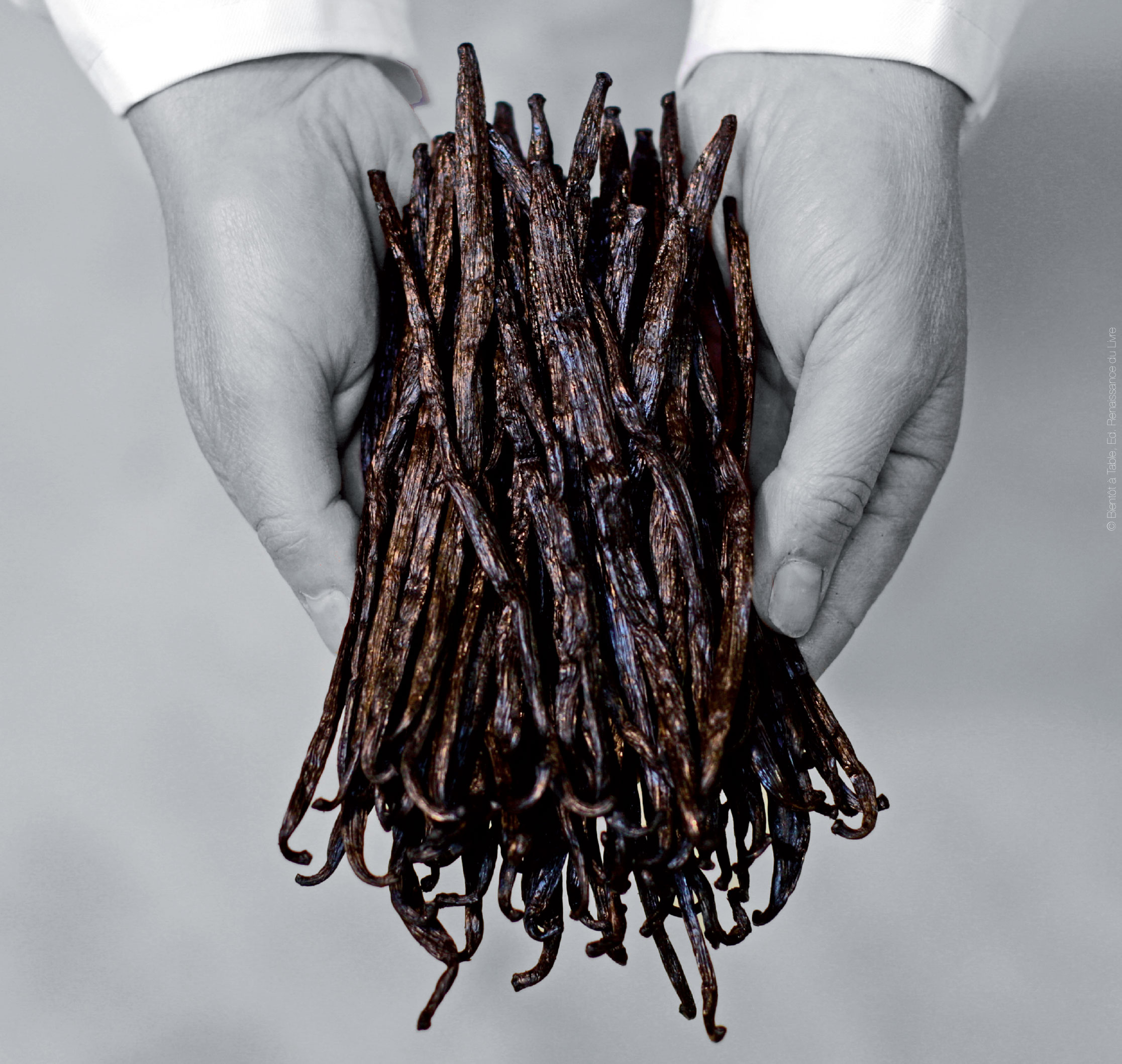 Gousses de vanille dans les mains d'un artisan du Comptoir
